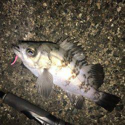 久しぶりにメバル